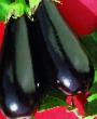 Eggplant varieties Ehpik F1 Photo and characteristics