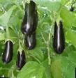 Eggplant varieties Orion F1 Photo and characteristics