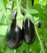 Eggplant  Skorpio F1 grade Photo