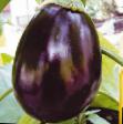 Eggplant varieties Shhelkunchik F1 Photo and characteristics