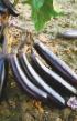 Eggplant varieties Korol Severa F1 Photo and characteristics