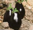 Eggplant varieties Galineh F1 Photo and characteristics