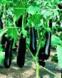 Eggplant  Karatajj F1 grade Photo