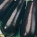 Eggplant varieties Maksik F1 Photo and characteristics