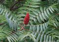 red Flower Smooth Sumac Photo and characteristics