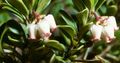 blanc Fleur Bearberry, Kinnikinnick, Manzanita Photo et les caractéristiques