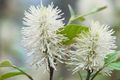 white Flower Witch alder, Fothergilla Photo and characteristics
