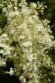 white Flower Cream Bush, Ocean spray Photo and characteristics