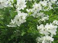 white Flower Pearl bush Photo and characteristics