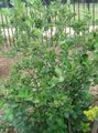 Gartenblumen Schwarze Apfelbeere, Aronia weiß Foto