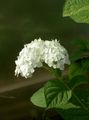 weiß Blume Glatte Hydrangea, Wild Hydrangea, Sevenbark Foto und Merkmale