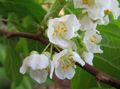 blanc Fleur Kolomikta Vigne, Vigne Kiwi, Kiwi Arctique Beauté Photo et les caractéristiques