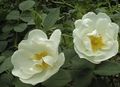 les fleurs du jardin Rosa blanc Photo