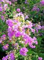 les fleurs du jardin Myrte De Crêpe, Lagerstroemia indica lilas Photo