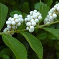 white Flower Beauty berry Photo and characteristics
