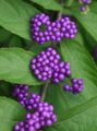 lilac Flower Beauty berry Photo and characteristics