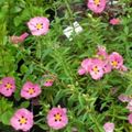 pink Flower Rock rose, Sun Rose Photo and characteristics