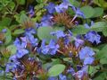 bleu Fleur Leadwort, Plumbago Bleu Hardy Photo et les caractéristiques