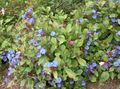 Garden Flowers Leadwort, Hardy Blue Plumbago, Ceratostigma dark blue Photo