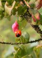 Garden Flowers Spindle tree, Euonymus pink Photo