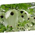 blanc Fleur Arbre De Colombe, Ghost Tree, Arbre Mouchoir Photo et les caractéristiques