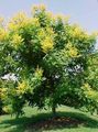 Gartenblumen Goldenen Regen Baum, Panicled Goldenraintree, Koelreuteria paniculata gelb Foto