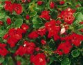 rouge Fleur Escallonia Photo et les caractéristiques