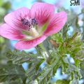 Garden Flowers Cape Mallow, Anisodontea capensis pink Photo