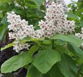 white Flower Southern catalpa, Catawba, Indian bean tree Photo and characteristics