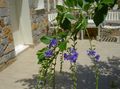  Golden Dew Drop, Sky Flower, Pigeon Berry, Duranta erecta, Duranta plumieri dark blue Photo