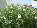Garden Flowers Oleander, Nerium oleander white Photo