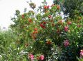 Gartenblumen Flaschenbürste, Callistemon rot Foto