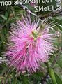 pink Flower Bottlebrush Photo and characteristics