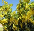 Garden Flowers Golden rain, Golden Chain Tree, Laburnum-anagyroides yellow Photo