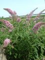 pink Flower Butterfly Bush, Summer Lilac Photo and characteristics
