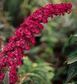 vermelho Flor Arbusto De Borboleta, Lilás Verão foto e características