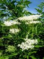 blanc Fleur Sureau, Sureau Rouge-Berried Photo et les caractéristiques