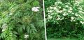 Ogrodowe Kwiaty Wspólne Starszy, Starszy Czerwonej Berried, Sambucus biały zdjęcie