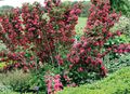 red Flower Weigela Photo and characteristics