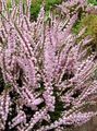 pink Flower Heather Photo and characteristics