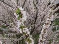 blanc Fleur Cerasus Tomentosa Photo et les caractéristiques