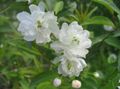 Gartenblumen Cerasus Grandulosa weiß Foto