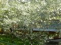Garden Flowers Sour Cherry, Pie Cherry, Cerasus vulgaris, Prunus cerasus white Photo