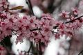 庭の花 サワーチェリー、パイチェリー, Cerasus vulgaris, Prunus cerasus ピンク フォト