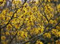 Garden Flowers Witchhazel, Hamamelis vernalis yellow Photo