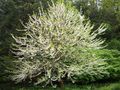 Silverbell, Snowdrop tree, 