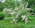 white Flower Tamarisk, Athel tree, Salt Cedar Photo and characteristics