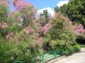 Garden Flowers Tamarisk, Athel tree, Salt Cedar, Tamarix pink Photo