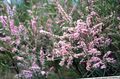 pink Flower Tamarisk, Athel tree, Salt Cedar Photo and characteristics