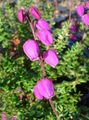 pink Flower Irish Heath, St. Dabeoc's Heath Photo and characteristics
